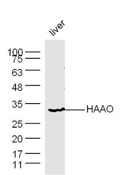HAAO Rabbit anti-Human, Polyclonal, Bioss 100 &mu;L; Unconjugated:Antibodies,