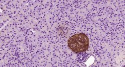 HYPE/HIP13 Rabbit anti-Human, Polyclonal, Bioss 100 &mu;L; Unconjugated:Antibodies,