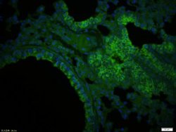 CTRP5 Rabbit anti-Human, Polyclonal, Bioss 100 &mu;L; Unconjugated:Antibodies,