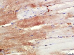 NDUFS7 Rabbit anti-Human, Polyclonal, Bioss 100 &mu;L; Unconjugated:Antibodies,