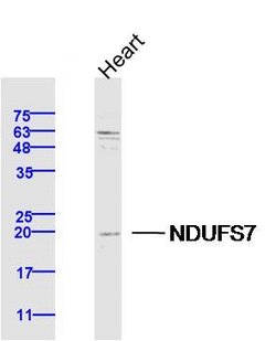 NDUFS7 Rabbit anti-Human, Polyclonal, Bioss 100 &mu;L; Unconjugated:Antibodies,