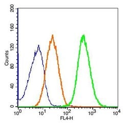 EN1/Engrailed 1 Rabbit anti-Human, Polyclonal, Bioss 100 &mu;L; Unconjugated:Antibodies,