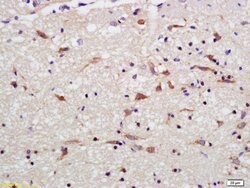 OPA1 Rabbit anti-Human, Polyclonal, Bioss 100 &mu;L; Unconjugated:Antibodies,