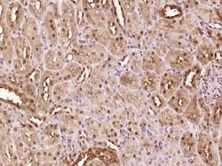 ATBF1 Rabbit anti-Human, Polyclonal, Bioss 100 &mu;L; Unconjugated:Antibodies,