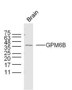 GPM6B Rabbit anti-Human, Polyclonal, Bioss 100 &mu;L; Unconjugated:Antibodies,