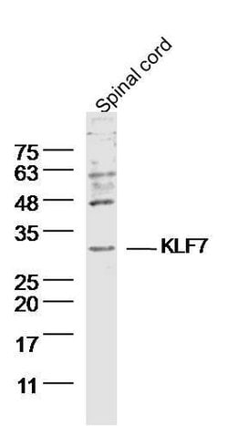 KLF7 Rabbit anti-Human, Polyclonal, Bioss 100 &mu;L; Unconjugated:Antibodies,