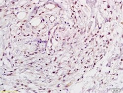 NFkB p105/p50 Rabbit anti-Human, Polyclonal, Bioss 100 &mu;L; Unconjugated:Antibodies,