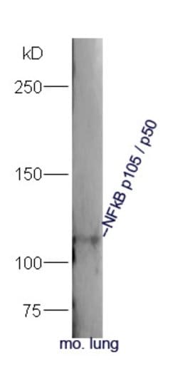 NFkB p105/p50 Rabbit anti-Human, Polyclonal, Bioss 100 &mu;L; Unconjugated:Antibodies,