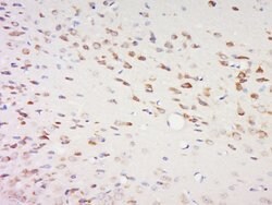 SPOCK2/Testican 2 Rabbit anti-Human, Polyclonal, Bioss 100 &mu;L; Unconjugated:Antibodies,