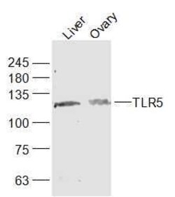 TLR5 Rabbit anti-Human, Polyclonal, Bioss 100 &mu;L; Unconjugated:Antibodies,