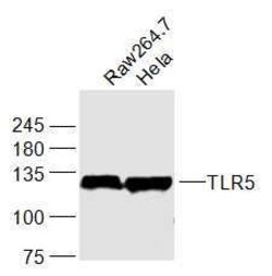 TLR5 Rabbit anti-Human, Polyclonal, Bioss 100 &mu;L; Unconjugated:Antibodies,