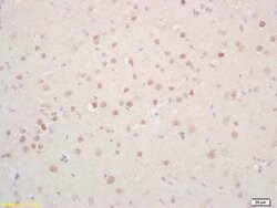 Phosphoserine/threonine/tyrosine Rabbit anti-Human, Polyclonal, Bioss 100 &mu;L | Buy Online | Bioss | Fisher Scientific