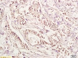 PAX1 Rabbit anti-Human, Polyclonal, Bioss 100 &mu;L; Unconjugated:Antibodies,