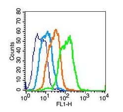 GPR125 Rabbit anti-Human, Polyclonal, Bioss 100 &mu;L; Unconjugated:Antibodies,