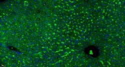 GPR126 Rabbit anti-Human, Polyclonal, Bioss 100 &mu;L; Unconjugated:Antibodies,