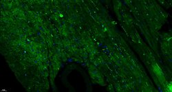 GPR126 Rabbit anti-Human, Polyclonal, Bioss 100 &mu;L; Unconjugated:Antibodies,