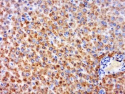 GPR126 Rabbit anti-Human, Polyclonal, Bioss 100 &mu;L; Unconjugated:Antibodies,