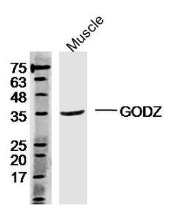 ZDHHC3 Rabbit anti-Human, Polyclonal, Bioss 100 &mu;L; Unconjugated:Antibodies,