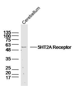 5HT2A Receptor/SR-2A Rabbit anti-Human, Polyclonal, Bioss 100 &mu;L; Unconjugated:Antibodies,
