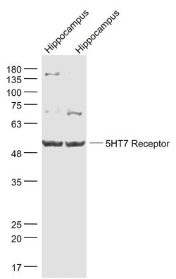 5HT7 Receptor/SR-7 Rabbit anti-Human, Polyclonal, Bioss 100 &mu;L; Unconjugated:Antibodies,
