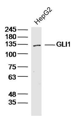 GLI1 Rabbit anti-Human, Polyclonal, Bioss 100 &mu;L; Unconjugated:Antibodies,