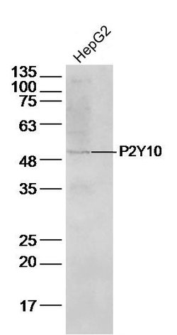 P2Y10 Rabbit anti-Human, Polyclonal, Bioss 100 &mu;L; Unconjugated:Antibodies,