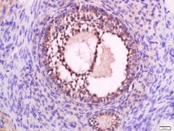P2Y9 Rabbit anti-Human, Polyclonal, Bioss 100 &mu;L; Unconjugated:Antibodies,