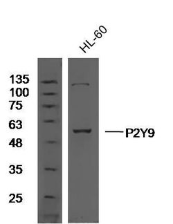 P2Y9 Rabbit anti-Human, Polyclonal, Bioss 100 &mu;L; Unconjugated:Antibodies,