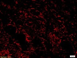 ADAMTS1 Rabbit anti-Human, Polyclonal, Bioss 100 &mu;L; Unconjugated:Antibodies,
