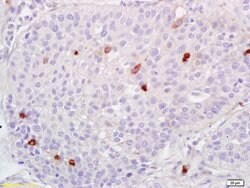 ADAMTS1 Rabbit anti-Human, Polyclonal, Bioss 100 &mu;L; Unconjugated:Antibodies,