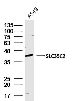 SLC35C2 Rabbit anti-Human, Polyclonal, Bioss 100 &mu;L; Unconjugated:Antibodies,