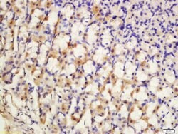 SCN7A Rabbit anti-Human, Polyclonal, Bioss 100 &mu;L; Unconjugated:Antibodies,