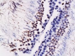 GRP78 Rabbit anti-Human, Polyclonal, Bioss 100 &mu;L; Unconjugated:Antibodies,