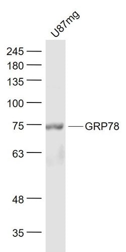 GRP78 Rabbit anti-Human, Polyclonal, Bioss 100 &mu;L; Unconjugated:Antibodies,