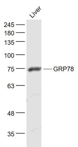 GRP78 Rabbit anti-Human, Polyclonal, Bioss 100 &mu;L; Unconjugated:Antibodies,
