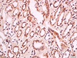 MELK/HPK38 Rabbit anti-Human, Polyclonal, Bioss 100 &mu;L; Unconjugated:Antibodies,