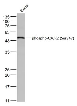 Phospho-CXCR2 (Ser347) Rabbit anti-Human, Polyclonal, Bioss 100 &mu;L | Buy Online | Bioss | Fisher Scientific