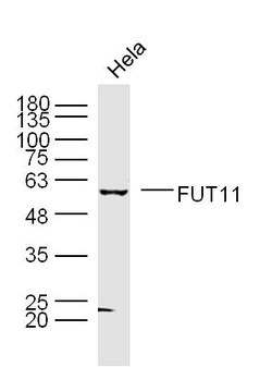 FUT11 Rabbit anti-Human, Polyclonal, Bioss 100 &mu;L; Unconjugated:Antibodies,