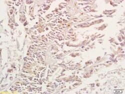 Adenosine A3 Receptor Rabbit anti-Human, Polyclonal, Bioss 100 &mu;L; Unconjugated:Antibodies,