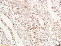 GPA33 Rabbit anti-Human, Polyclonal, Bioss 100 &mu;L; Unconjugated:Antibodies,