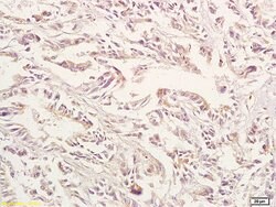 GPA33 Rabbit anti-Human, Polyclonal, Bioss 100 &mu;L; Unconjugated:Antibodies,