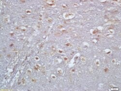TBX6 Rabbit anti-Human, Polyclonal, Bioss 100 &mu;L; Unconjugated:Antibodies,