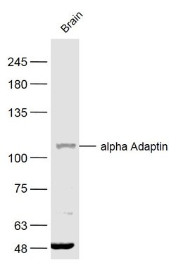 alpha2 Adaptin Rabbit anti-Human, Polyclonal, Bioss 100 &mu;L; Unconjugated:Antibodies,