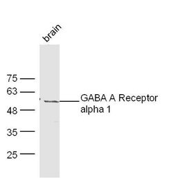 GABA A Receptor alpha 1 Rabbit anti-Human, Polyclonal, Bioss 100 &mu;L;