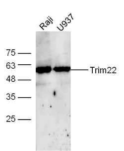 Trim22/Staf-50 Rabbit anti-Human, Polyclonal, Bioss 100 &mu;L; Unconjugated:Antibodies,