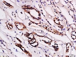 STRA6 Rabbit anti-Human, Polyclonal, Bioss 100 &mu;L; Unconjugated:Antibodies,