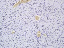MEGF10 Rabbit anti-Human, Polyclonal, Bioss 100 &mu;L; Unconjugated:Antibodies,