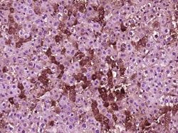FAM20C Rabbit anti-Human, Polyclonal, Bioss 100 &mu;L; Unconjugated:Antibodies,