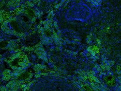 KIF13B Rabbit anti-Human, Polyclonal, Bioss 100 &mu;L; Unconjugated:Antibodies,