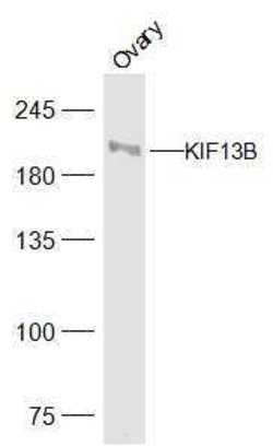 KIF13B Rabbit anti-Human, Polyclonal, Bioss 100 &mu;L; Unconjugated:Antibodies,